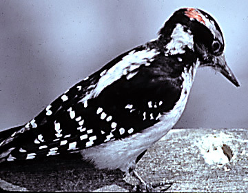 HairyWoodpecker