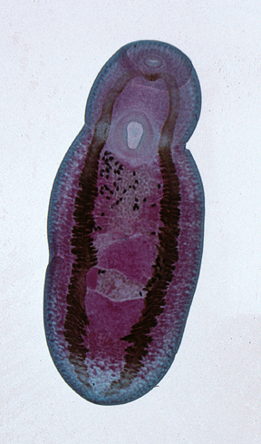 Protostomia