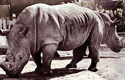 rhinos2