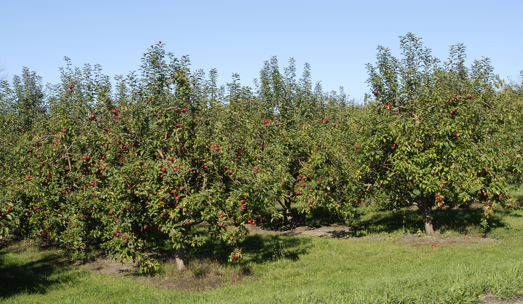 orchard0131
