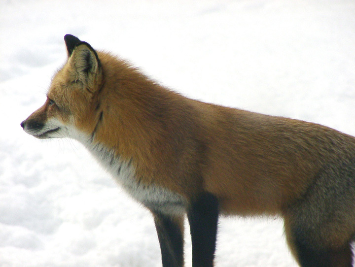 fox1small
