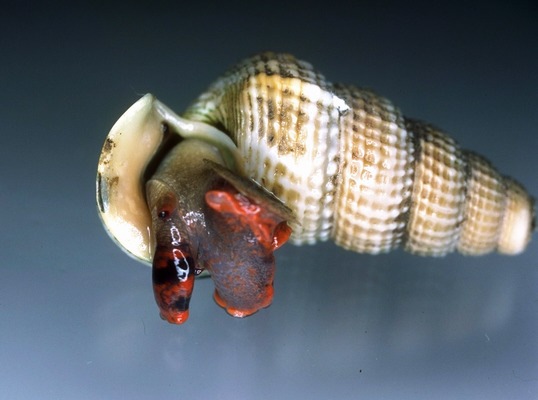 Cerithiidae