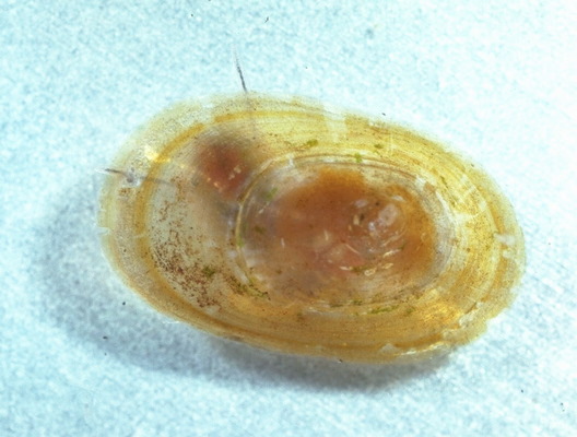 Basommatophora
