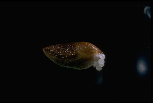 Gastropoda