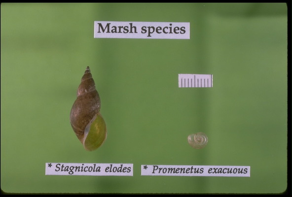 Gastropoda
