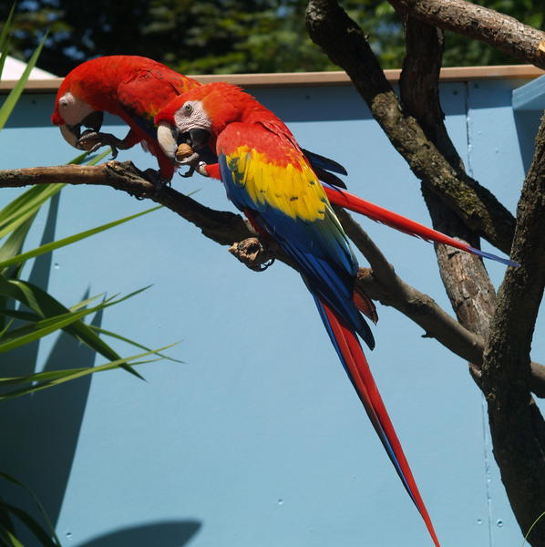 Macawscarlet9
