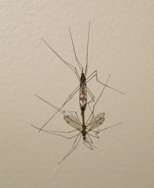 craneflies_mating2