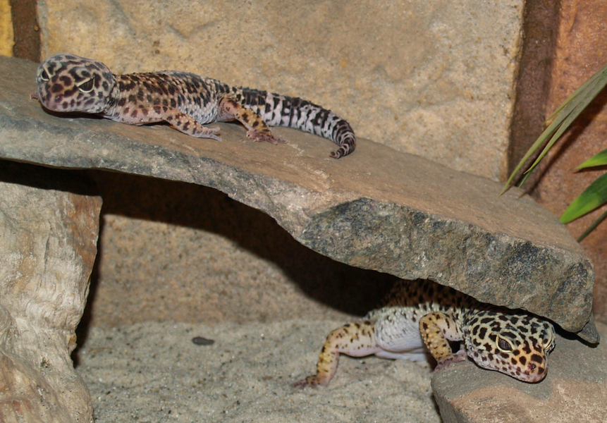 leopardgeckos1