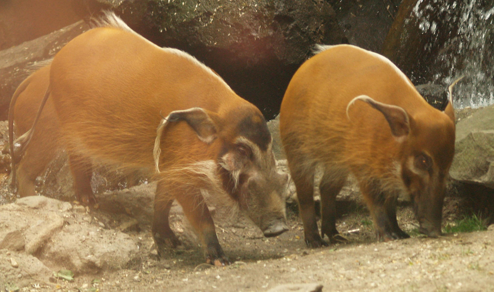 Potamochoerus porcus