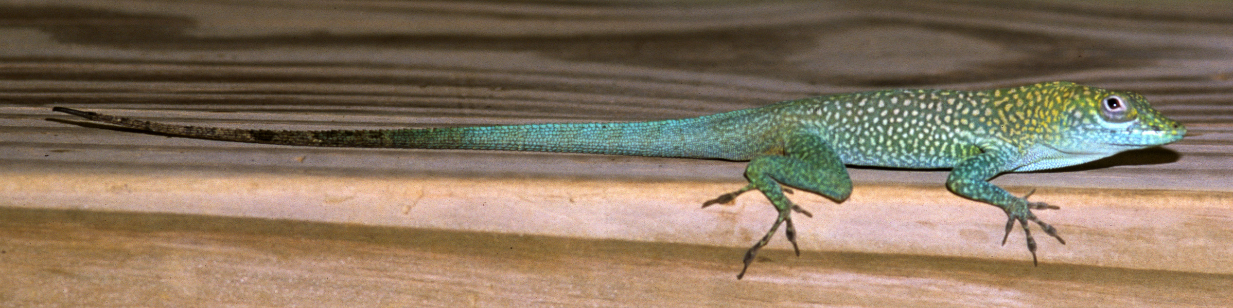Polychrotidae