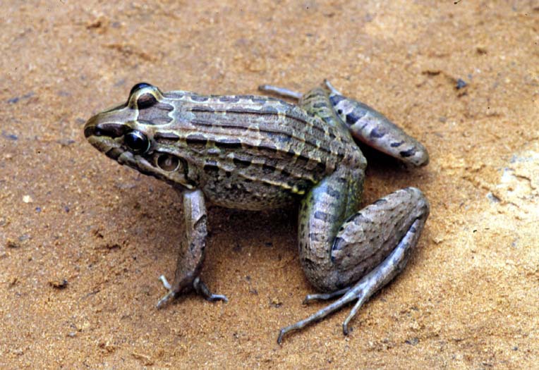 Leptodactylus