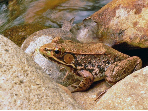 bronzefrog