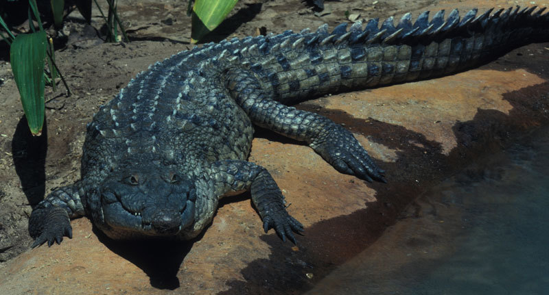 Crocodylus