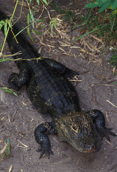 Alligator sinensis