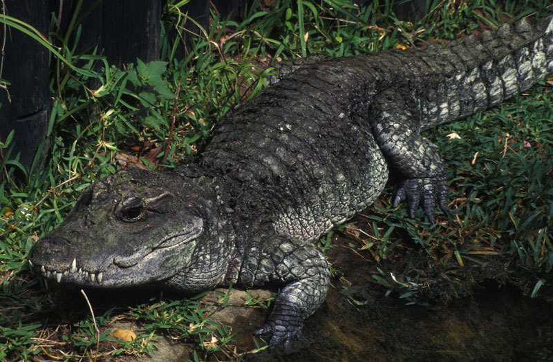 Crocodylidae