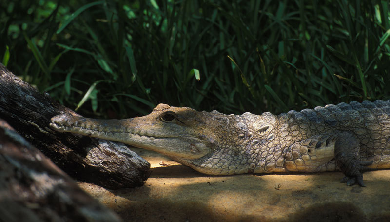 Crocodylus johnsoni