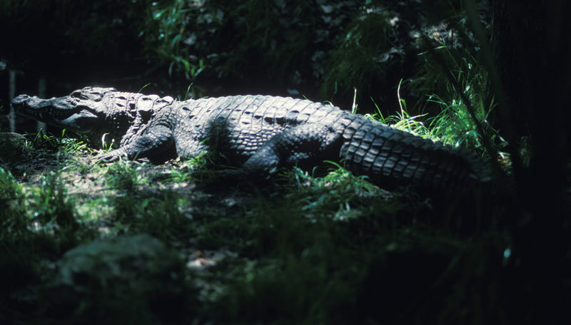 Crocodylus