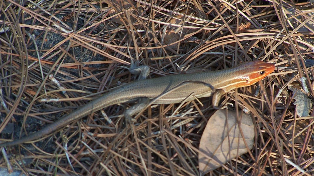 five-lined_skink_100b0980