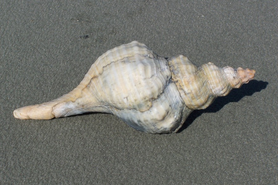 horse_conch