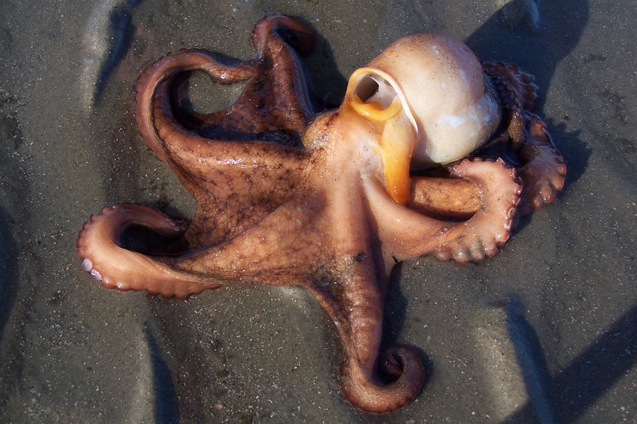 octopus_4900