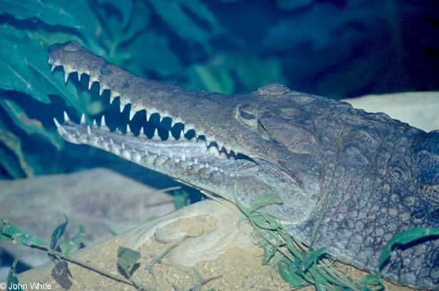 Crocodylia