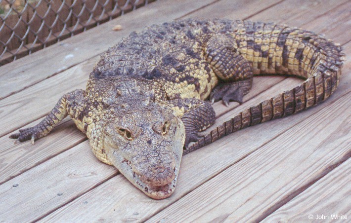 Crocodylus moreletii