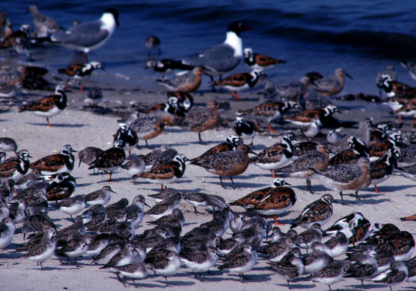 sandpipers_on_beach