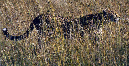 Cheetah2_nodate