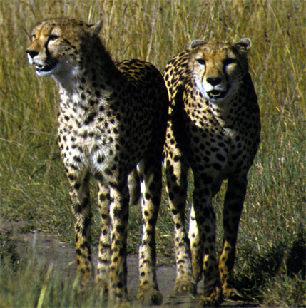 Cheetahs_nodate