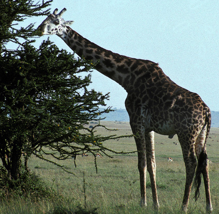 Giraffe2_nodate