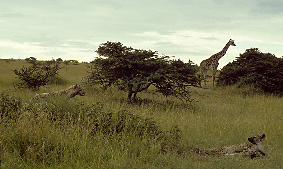 Giraffidae
