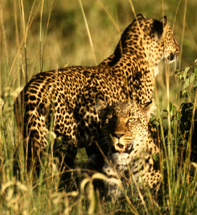 Leopards6ingrass4_98