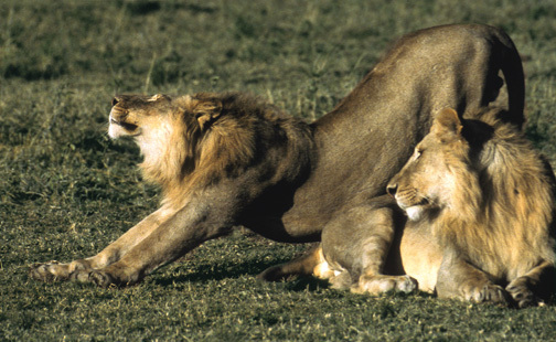 Lions1on10_00