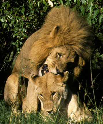 Lions5mating3_89