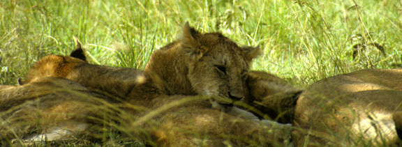 LionsSleeping4_89