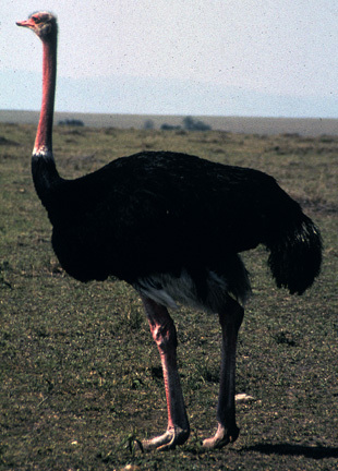 Ostrich1on10_00
