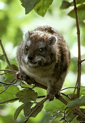 TreeHyrax1on1_91