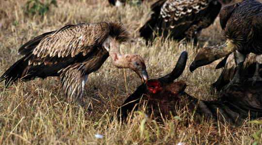 Vultures1on9_93
