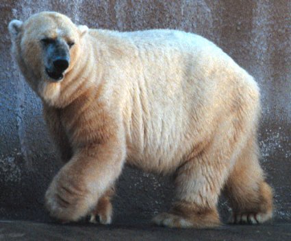 polar_bear