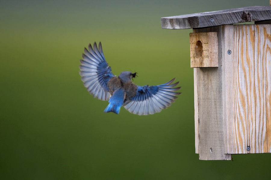 bluebird_flightprey