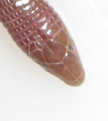 Typhlopidae