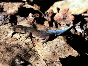 Coleodactylus amazonicus image