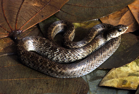 Liophis_almadensis