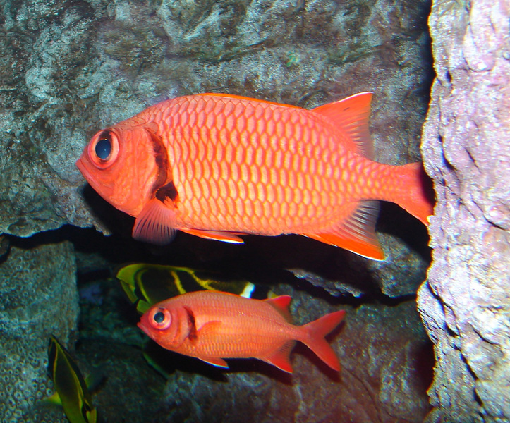 148pineconesoliderfish