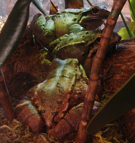 Leptodactylus fallax