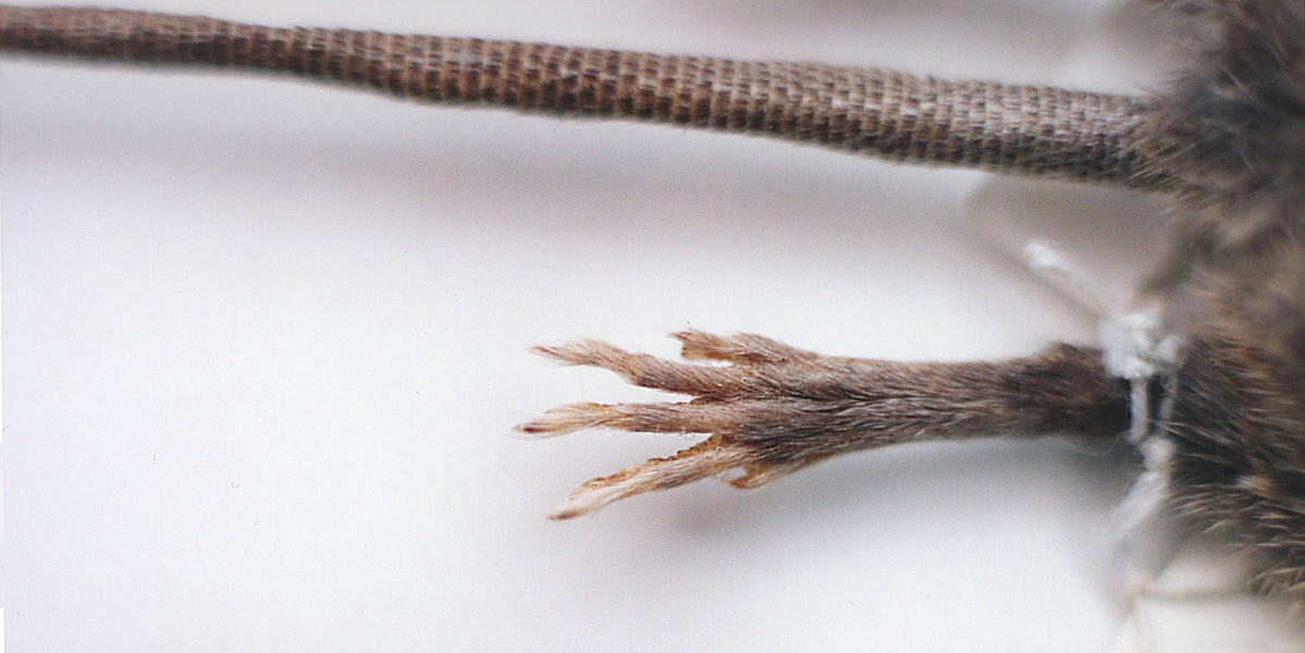 Cricetidae