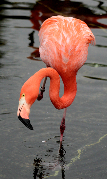 flamingo_preen