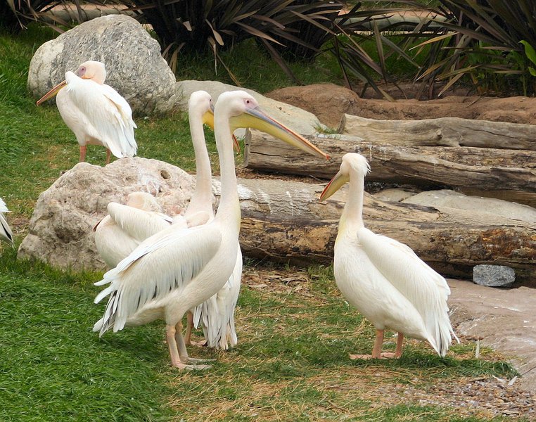 pelicans_zoo