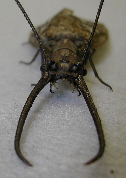 Corydalidae