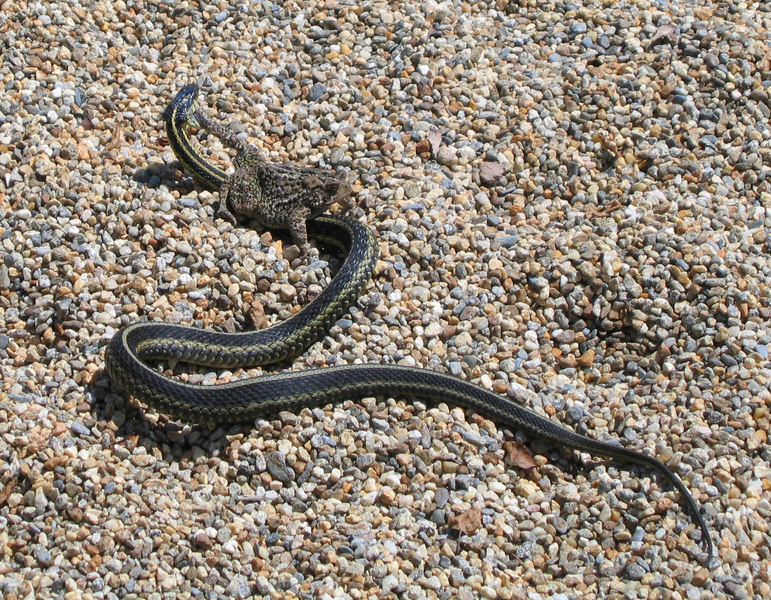 Reptilia